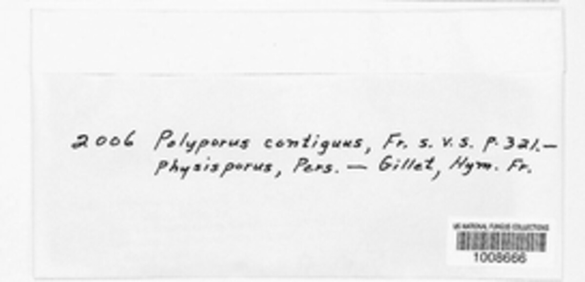 Fuscoporia contigua image